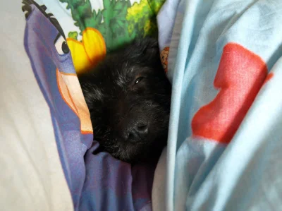 KlaudiaLu - @zielona_herbata: Znam to spanie pod kołderką. A to zdjęcie Kawy - psa kt...