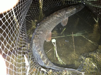 WielkiWladcaWypoku - @dziamdziam: szczupak 55cm z gruntu na martwa rybkę