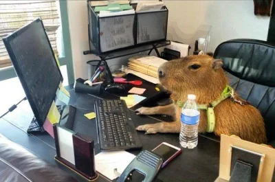 Majk_ - Miłego dnia w pracy!

#kapibaranadzis #korposzczury #smiesznypiesek