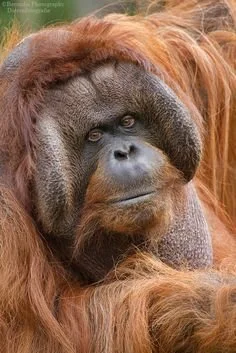 sidhellfire - @zolwixx może ten orangutan.