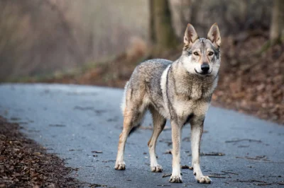 orzeszkiziemne - @Gh0st: Zawsze mi się podobał dog niemiecki, chociaż teraz jak miałb...