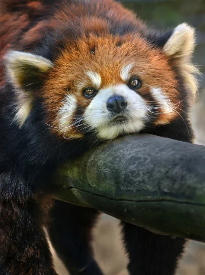 angelosodano - Pandka ruda (Ailurus fulgens_)
#vaticanoanimale #zwierzaczki #pandaru...