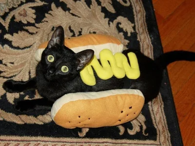 paprok - > @GraveDigger

@MaupoIina: cumplu! dawaj! dziś hot-dogi (hot-caty actuall...