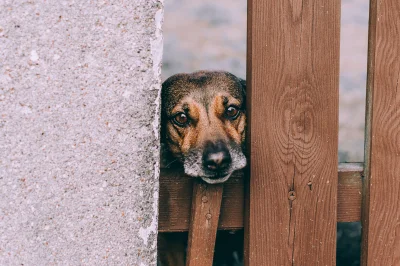 y.....w - Dorzucę pod tagiem #pieseczkizprzypadku trochę przypadkowo napotkanego smut...