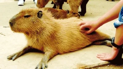 likk - #smiesznypiesek #gif #kapibara #zwierzaczki
