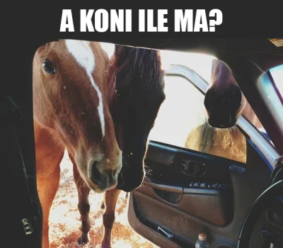 pogop - #heheszki #humorobrazkowy #pogopsuszy #samochody #motoryzacja #zwierzaczki #k...