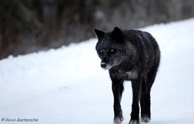 Warwick - @Smartek: Pragnę zauważyć, że #wilk jest zwierzęciem apolitycznym.