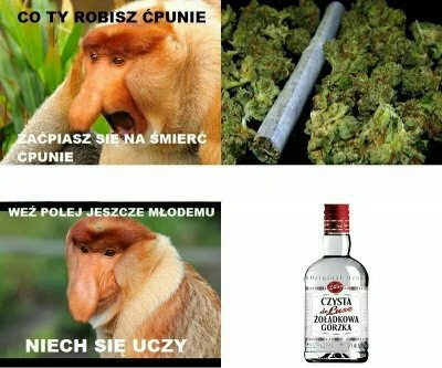 Zajakiegrzechy - #heheszki #humorobrazkowy #polak #nosacz #nosaczsundajski #alkohol #...