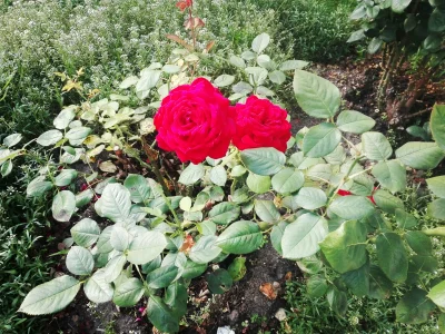 laaalaaa - Róża 30/100 z mojej działki ( ͡° ͜ʖ ͡°)
#mojeroze #chwalesie #ogrodnictwo...
