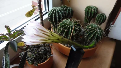 kicek3d - #kaktus #rosliny #ogrodnictwo #chwalesie

Pierwszy w tym roku, ale jego k...