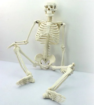 Prostozchin - >> Szkielet anatomiczny człowieka 45 cm << ~54 zł

#aliexpress #prost...