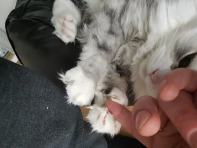 Biohazard - Wasze koty też mają kciuki? #koty #zwierzaczki

Wincyj na dole