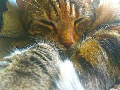 hissdz - Środek dnia, a #kitku sobie smacznie śpi. Co ten kitku?
#koty #kotyboners #z...