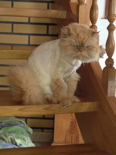 jepek - Jestem ogolonym i obrazonym persem #persy #koty