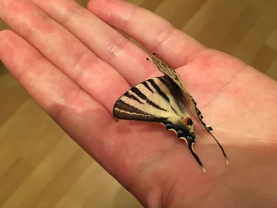 Stalowypecherz - Co to za motyl ktoś coś #przyroda #motyle #zwierzaczki
