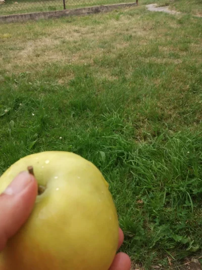 Dobrohoczy - Wchodzę dzisiaj do mojego ulubionego warzywniaka, ładuje kolejne 7 jabłe...