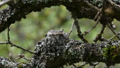 likk - Koliberek żarogłowy (Calypte anna)