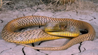 GraveDigger - Oto najbardziej jadowity wąż lądowy na świecie: tajpan pustynny (Oxyura...
