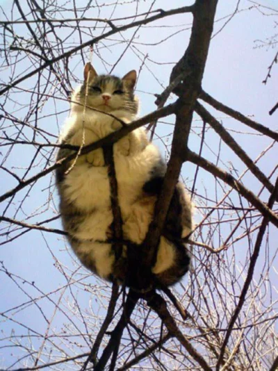 fajny_login - Jakbyście nie wiedzieli to chleby rosną na drzewach

#koty #smiesznyp...