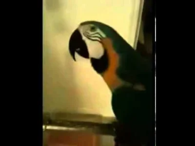 Zoxico - @baryla: ja kisnę zawsze jak tę papugę widzę xD