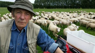 kungfiskare - @WodzNaczelny: A tu rolnik z Strängnäs pilnuje owiec