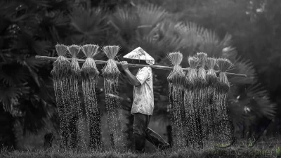 Nemezja - #fotografia #ryz #poradeszczowa #rolnik 
Birma