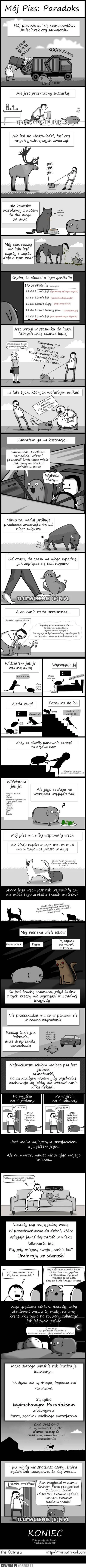 tslaw - #pies #piesel #smiesznypiesek #komiks