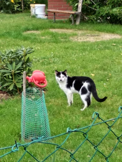 grisha - Kot sąsiada mnie nawiedził #koty #smiesznekotki #true