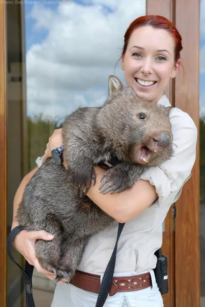 NuPagadi - Ale bym sobie takiego wombata przytuliła (｡◕‿‿◕｡)

#nadzwierze #wombat #...