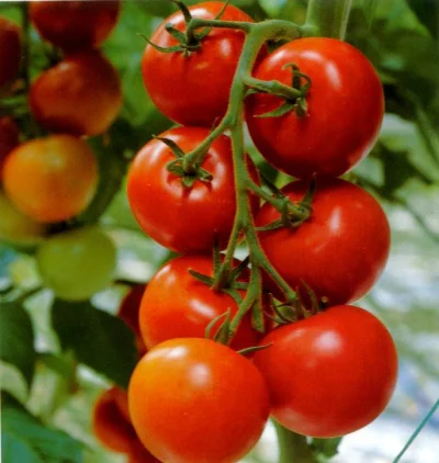 oggy1989 - #pomidory