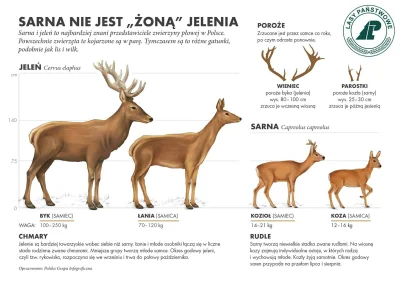 dorotka-wu - @husky83 ja ostatnio miałam najpierw chamare z 20 sztuk, a później około...