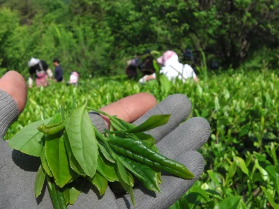 czajman - Plantacja herbat w Korei Południowej, Hadong, Park Narodowy Jirishan. Takie...