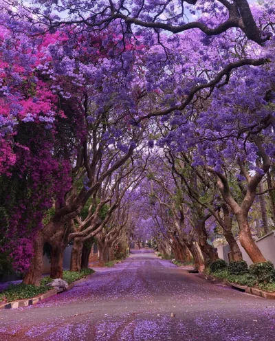 Montago - Aleja kwitnących drzew Jacaranda, Johannesburg, Republika Południowej Afryk...