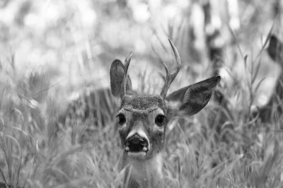 angelo_sodano - #vaticanoanimale #vaticanowallpapers #jelen #czarnobiale #fotografia ...