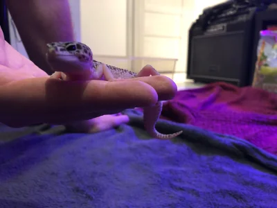 Artron - @Hardstyler: Moj gekon pozdrawia Twojego gekona