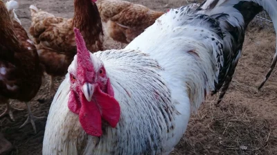 Ziombello - Latem spotkałem koguta i zrobiłem mu fotkę,
teraz przeglądam zdjęcia i w...