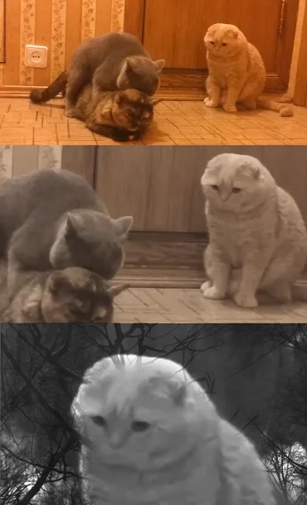 mietek79 - Nawet koty mają swoje #friendzone 
#koty #tfwnogf #heheszki #humorobrazko...