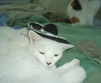 Oszaty - Poranny #sombrerocats #sombrero #koty