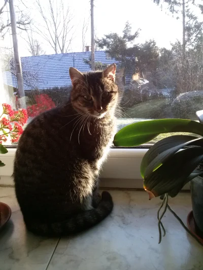 Eustachiusz - Poznajcie mojego kote ( ͡° ͜ʖ ͡°) Strasznie sie spasł na zimę 
#koty #...