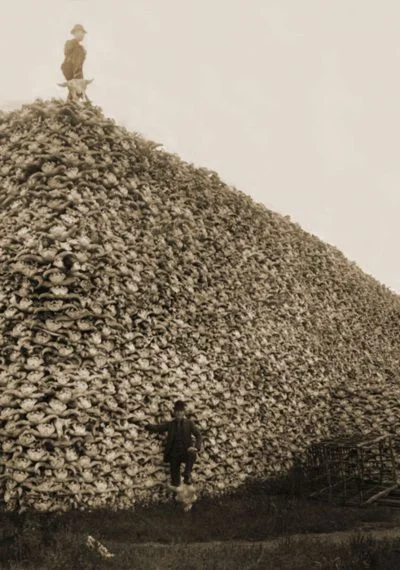 kono123 - Amerykanie zabijają bizony by pozbawić indian pożywienia i tym samym zmusić...