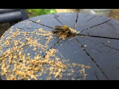 wspodnicynamtb - Pszczoła zaczęła robić gniazdko w lawce przed domem...

#pszczola #z...