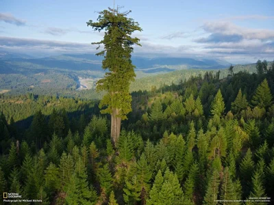 pokusof - > Tymczasem najwyższe pojedyncze drzewo na świecie rośnie sobie gdzieś na o...