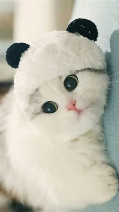 bakayarou - ale bym takiego nie powiem co
#koty #kawaiikitten