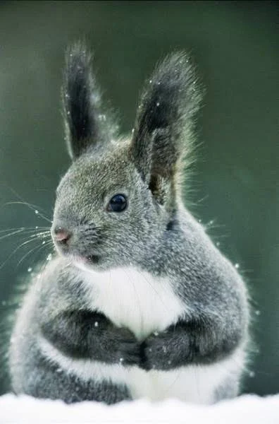 GraveDigger - Japanese Hokaiddo Squirrel. Nazwa brzmi bardzo groźnie, ale to zwykła j...