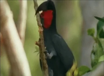 likk - dzień dobry

#ptaki #papuga #zwierzaczki 

http://i.imgur.com/tXjsRVg.gifv