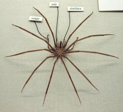 DuchBieluch - Decolopoda australis – gatunek kikutnicy (tak zwanego morskiego pająka)...