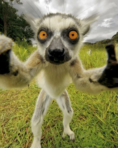 666donovo - #dziendobrymikroby

#lemur