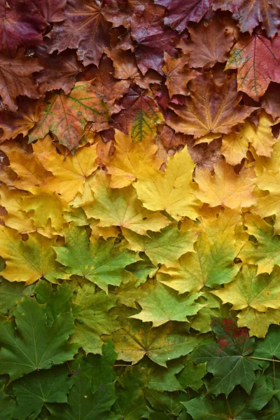 Hoverion - Moja kompozycja z zebranych liści klonu.
#tworczoscwlasna #jesien #fotogr...