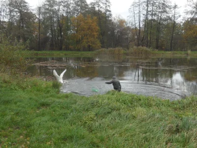 WezelGordyjski - @s0k0l_pl: @trailer: Przyjechali z ośrodku rehabilitacji dzikich zwi...