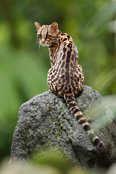 likk - Margaj (Leopardus wiedii) – gatunek drapieżnego ssaka z rodziny kotowatych (Fe...